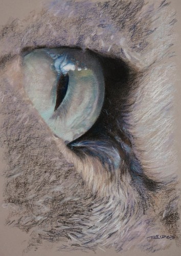Urban Predator's Eye